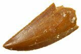 Serrated Raptor Tooth - Real Dinosaur Tooth #364837-1